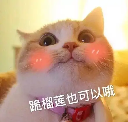 猫咪撒娇表情包无水印版