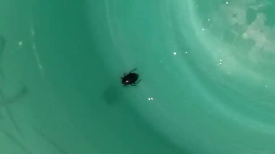 宿舍里飞来很多黑色虫子,黄豆大小,会飞,壳会反光,踩死有臭味 突然