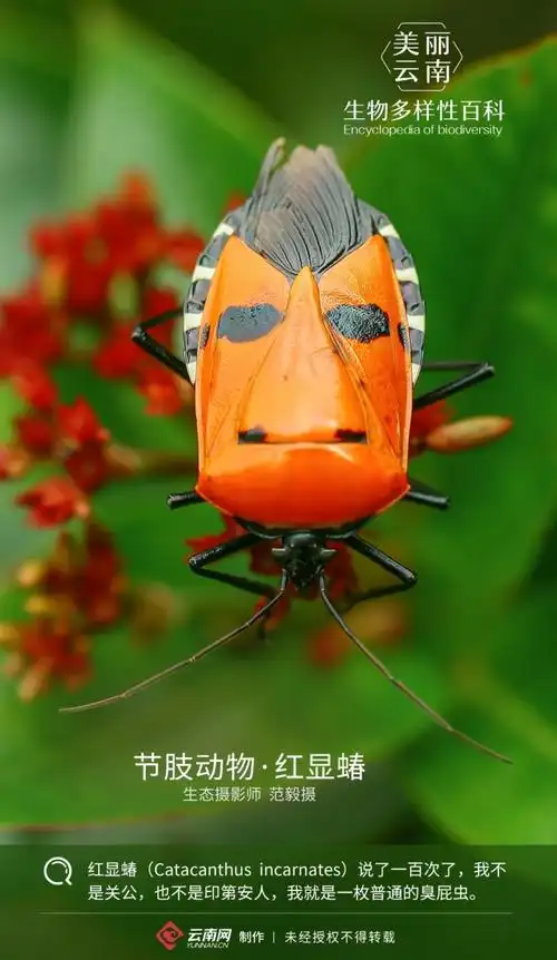 节肢动物红显蝽你看看我像谁