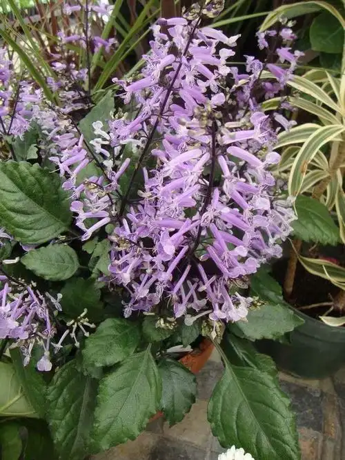 花开得特震撼的特丽莎香茶菜常被叫做薰衣草没病虫害特好养