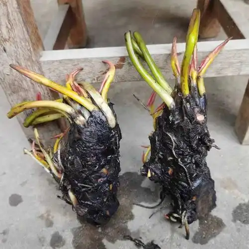 睡莲莲花根块池塘水培植物四季盆栽水养花卉时令草本花卉