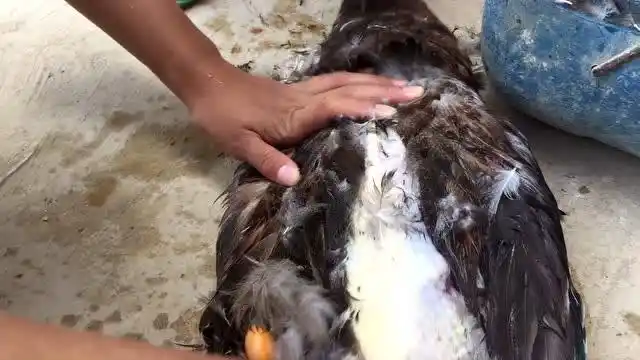 鸭子怎样拔毛才更快更干净?小伙教你这一招,拔毛像脱衣服一样快