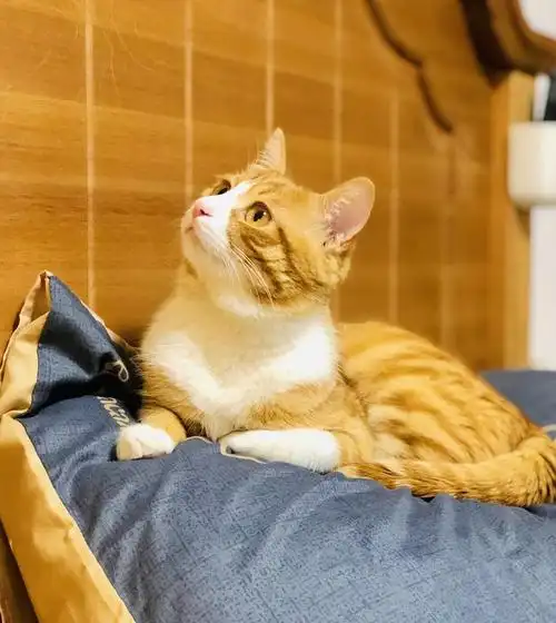 讨论大家的成年公橘猫都多少斤啊感觉家里崽太轻了tut