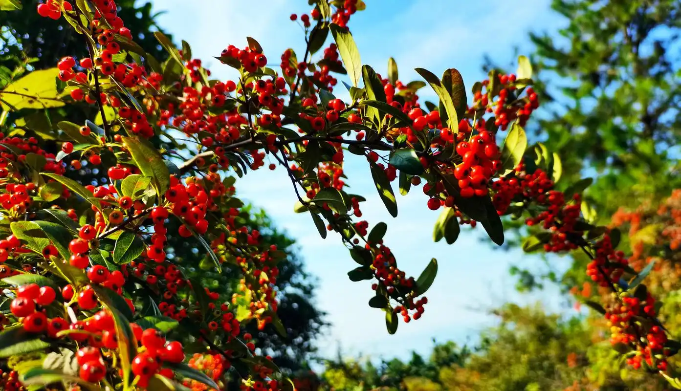 火棘红满山-上游新闻 汇聚向上的力量