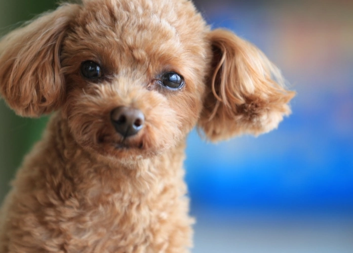 泰迪犬是一只调皮可爱的小卷毛