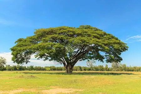 一棵茂盛的大树肥沃的土地背景