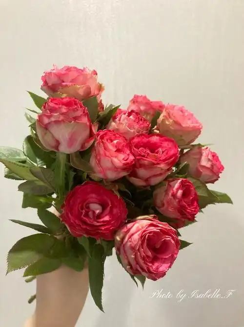 别致的聚会月季