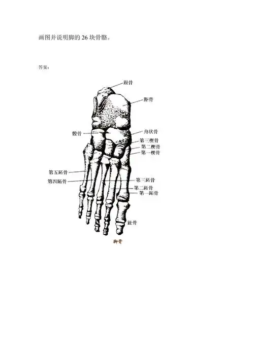 画图并说明脚的26块骨骼_第1页