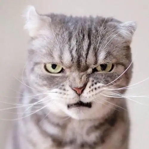 爱上猫薄荷的头像