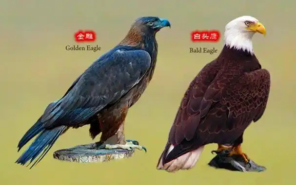 如何区分金雕和白头鹰?白头鹰爪力达400磅,遇上金雕谁会赢?