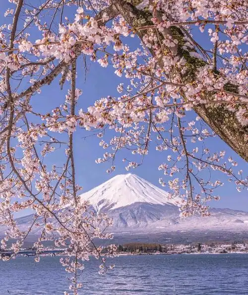 富士山下的樱花满天飞 - 走着走着266 - 图虫