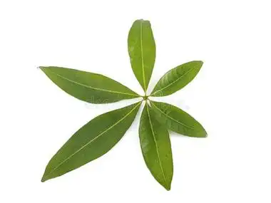 美丽木棉的木棉树叶子隔离的向白色的背景照片