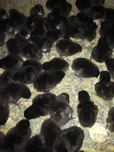 五黑鸡苗 五黑鸡