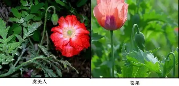 罂粟和虞美人的区别,我们都是植物控小组,人人小组