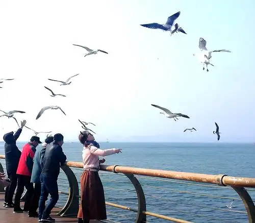 大海,海鸥,春天的花!