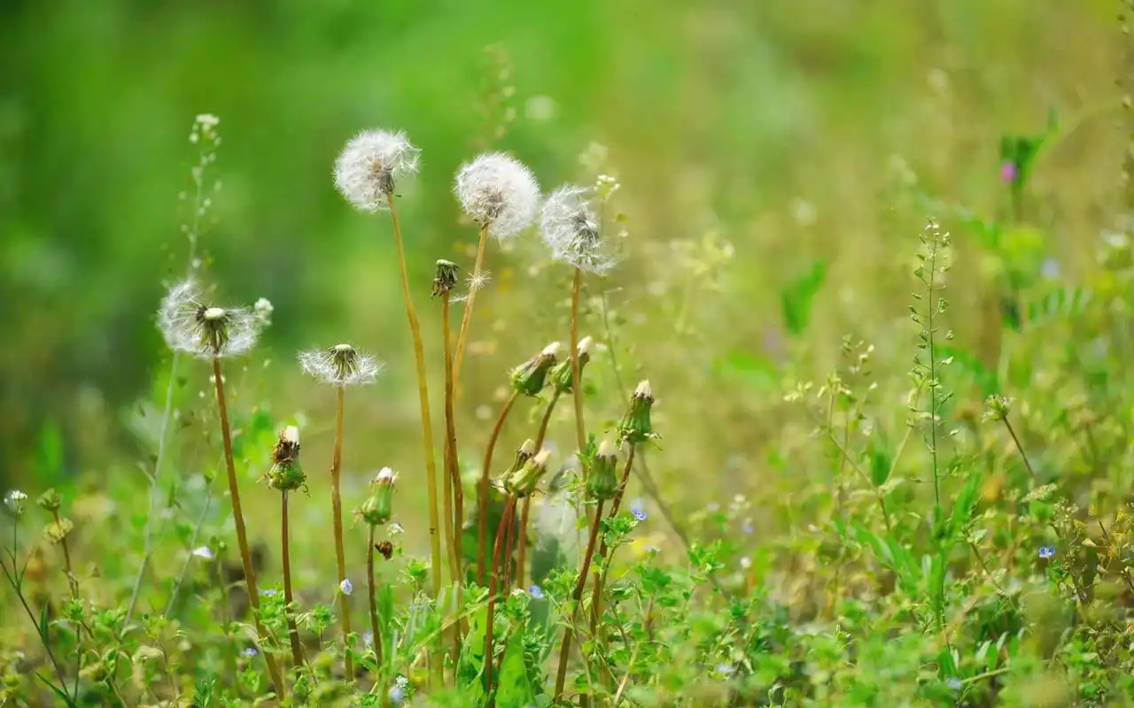 唯美好看的蒲公英摄影图片电脑壁纸