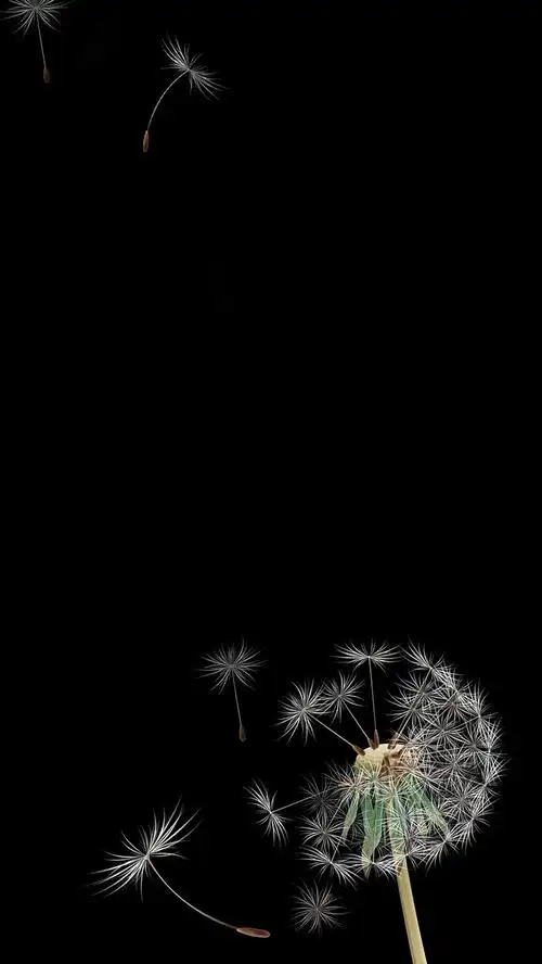 黑色蒲公英唯美h5