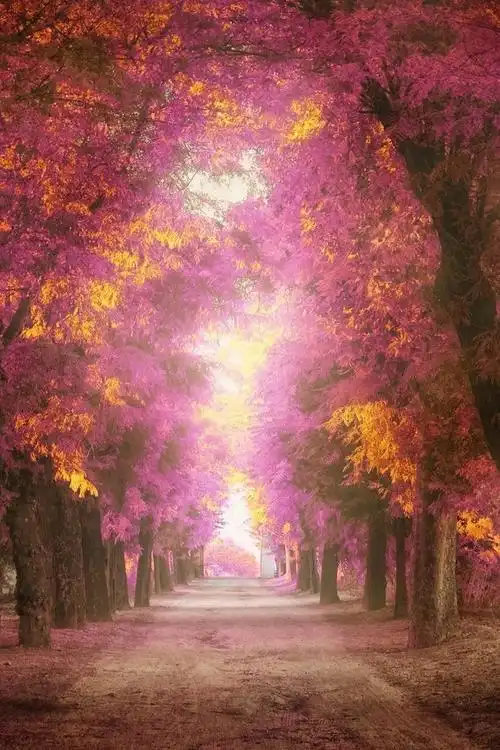 好看唯美的森林自然景观图片手机壁纸第二辑