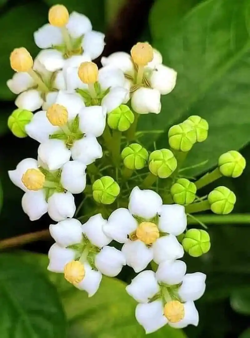 每天一花草 七里香花開白色,氣味香濃,七里香的花期(花開為白色)是在4