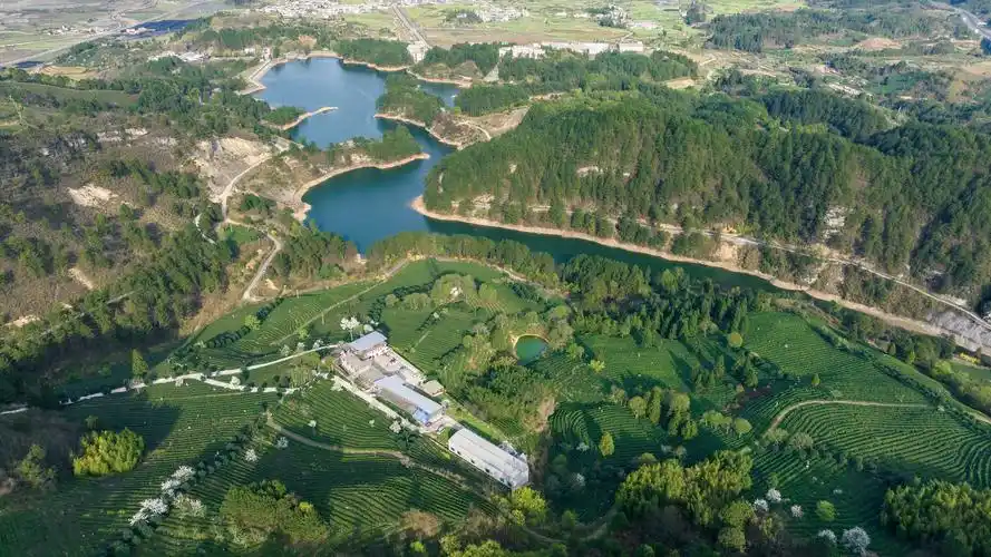 一村一景 | 贵州贵定县云雾镇营上村:赏春光闻茶香