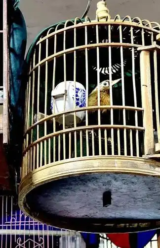 笼子里的画眉鸟.