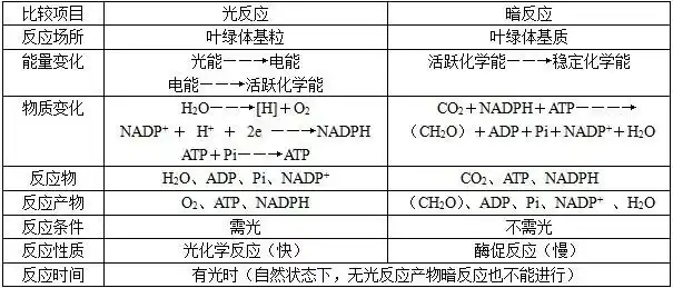 光反应与暗反应的比较