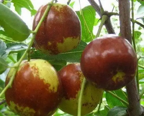 采摘特色:北京 市民都知道平谷的桃子出名,可是怀柔山立庄的中华寿桃