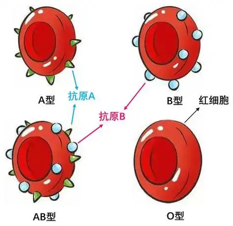 如果一个人血液中的红细胞表面带有a抗原,那这个人就是a型血;如果红