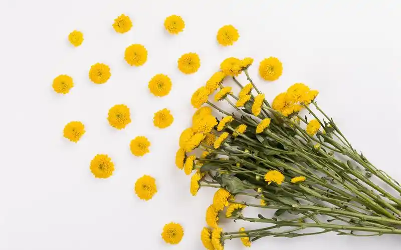 壁纸 黄色的雏菊,花束,白色背景 2880x1800 hd 高清壁纸, 图片, 照片