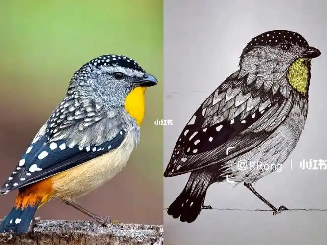 线描小鸟线描小画