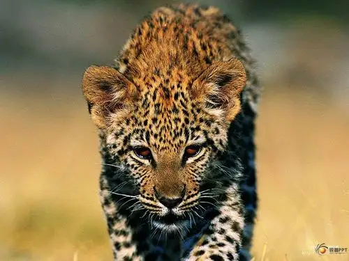 剑游天涯-豹子图片(凶猛) [53张]