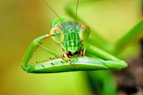 梳妆打扮的螳螂