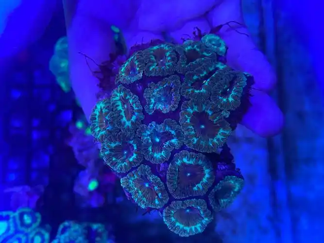 花瓶榔头纽扣脑