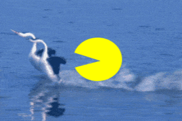 鸭子的搞笑动图表情包