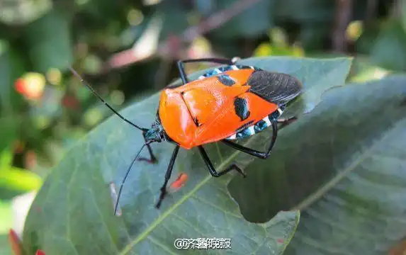 每天一点冷知识#红显蝽(catacanthus incarnatus),属于节肢动物门