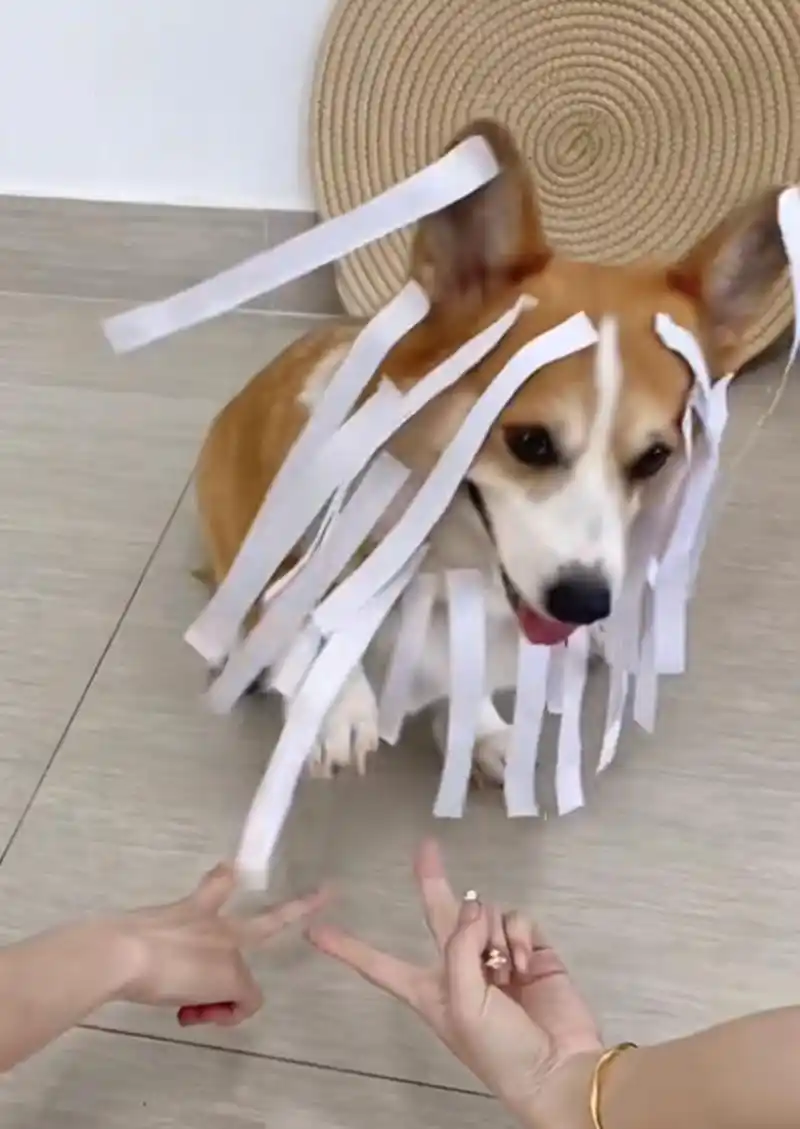 剪刀石头布,愿赌服输