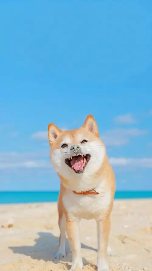 可爱呆萌的柴犬