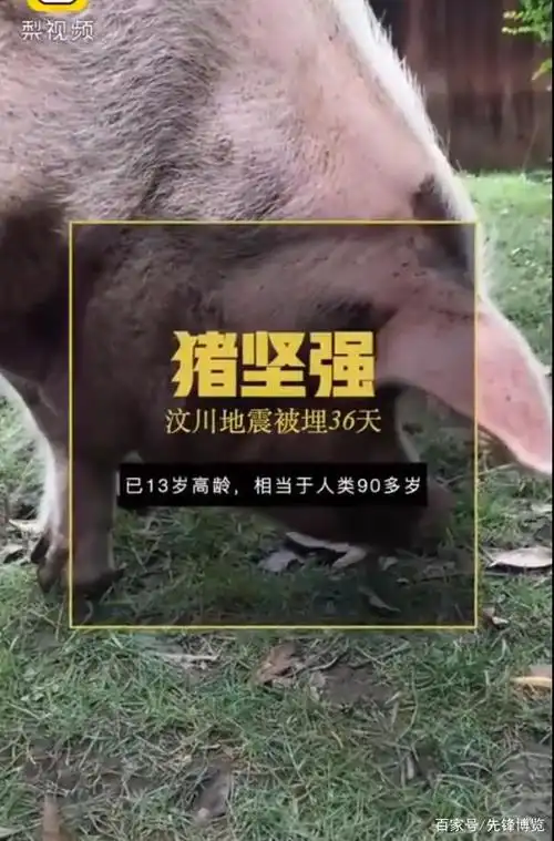 汶川地震被埋36天的猪坚强再上热搜:住豪宅,配空调,当网红