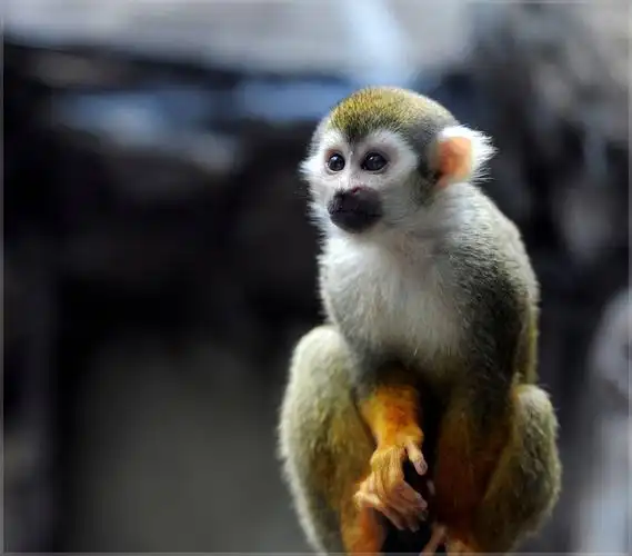 非常可爱 松鼠猴体型纤细 毛柔软厚实尾巴短 长着一双大眼睛和大耳朵