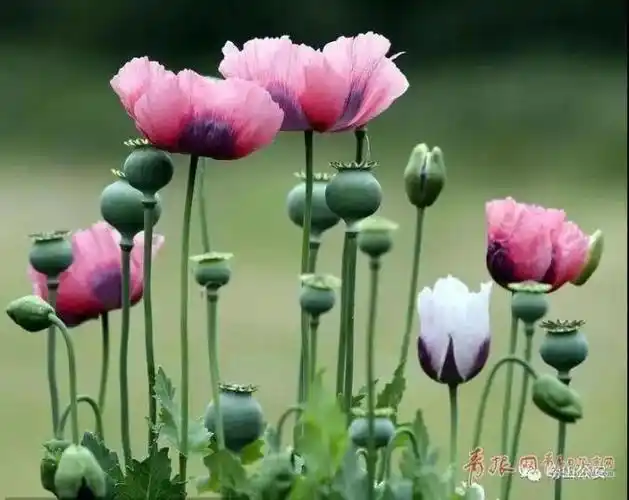 罂粟是制取鸦片的主要原料,叶片碧绿,花朵五彩缤纷,茎株亭亭玉立,硕果