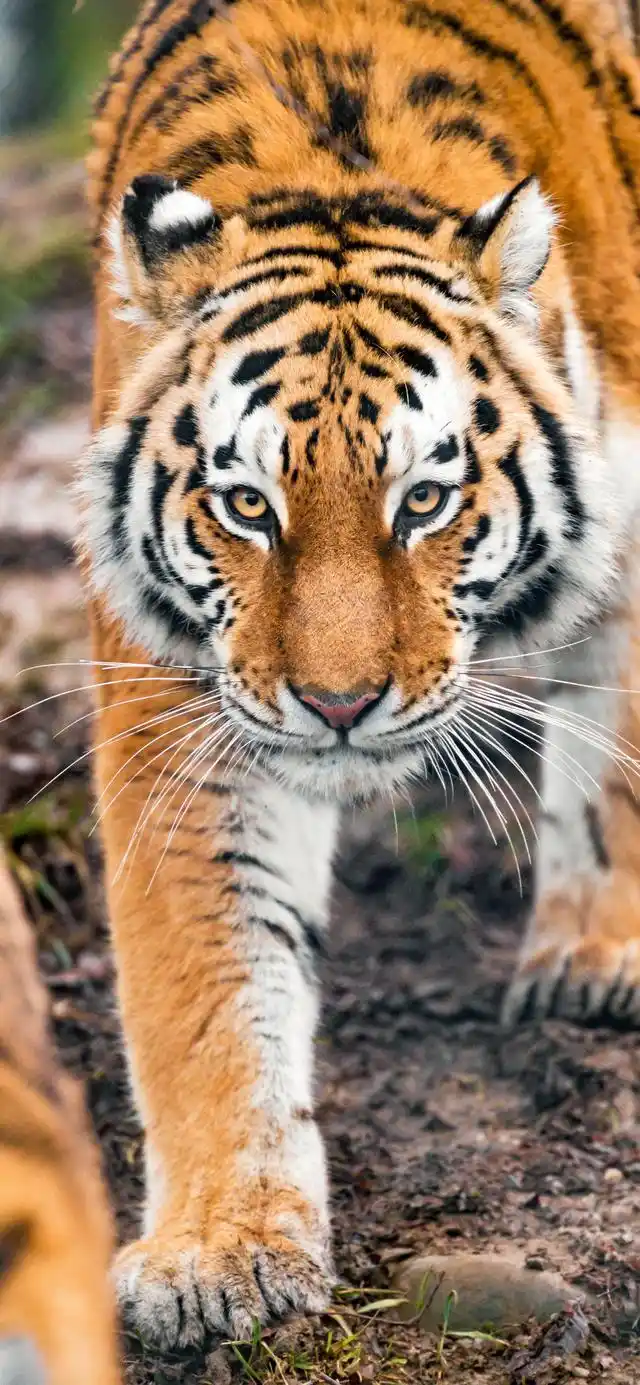 你们要的老虎壁纸来了 全面屏手机高清壁纸