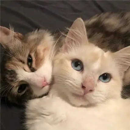 很宠溺相拥的小猫咪图片可爱需要一个抱抱俏皮猫咪素材合集