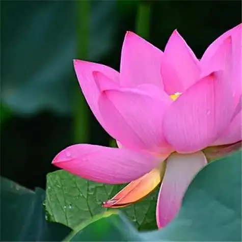 最漂亮荷花大全头像