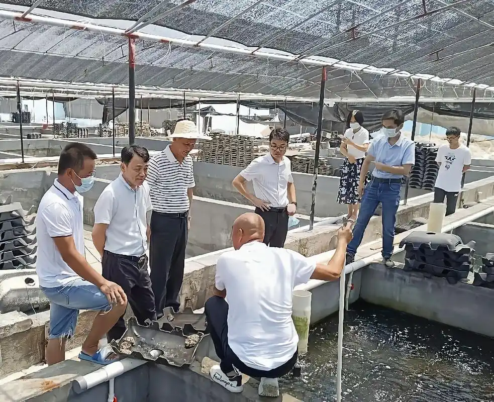 陈龙津局长赴惠安开展特色贝类产业调研