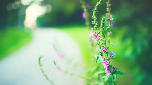 绿色护眼清新植物屏保_为你的眼睛点缀绿意_风景壁纸