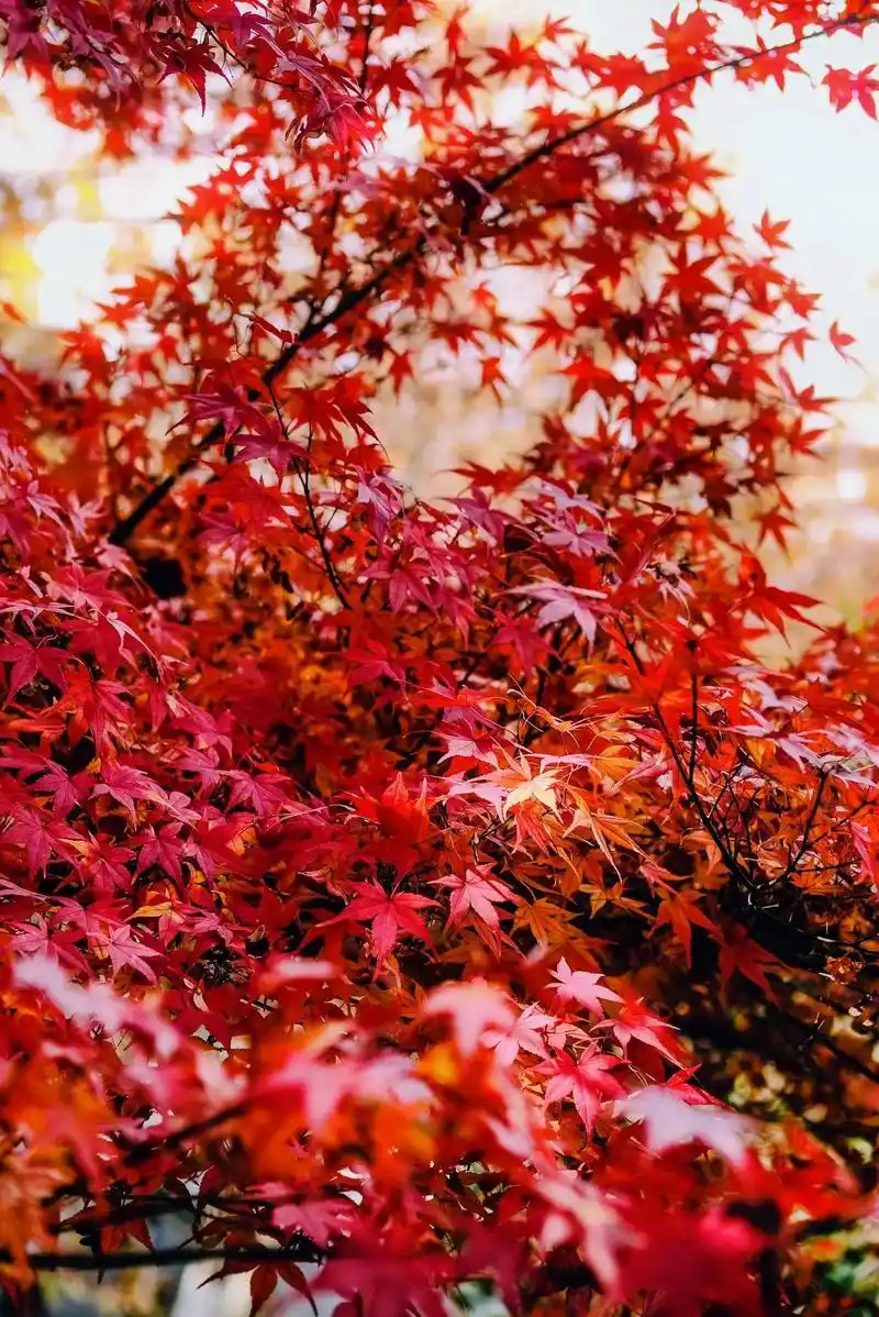 秋天的这一抹胭脂红#枫叶红了#唯美意境  #谁不喜欢这满屏诗 - 抖音