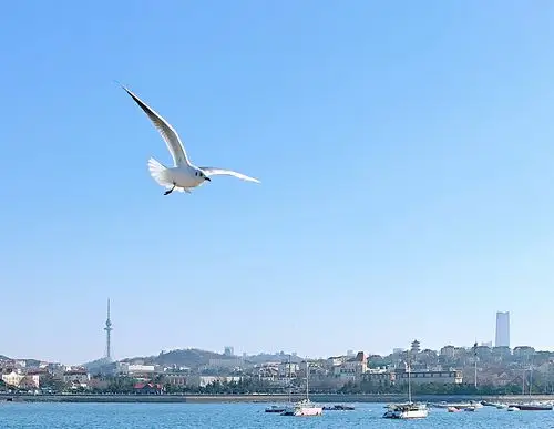 碧海蓝天下的青岛栈桥,海鸥在自由的翱翔––君朋视觉手机摄影2021.1.