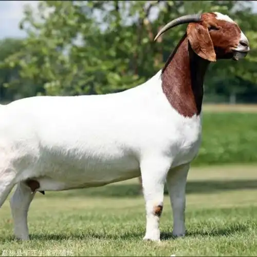 嘉祥县华正牛羊养殖场 公司相册 波尔山羊(19张) 3fc71dbbe1effddf414