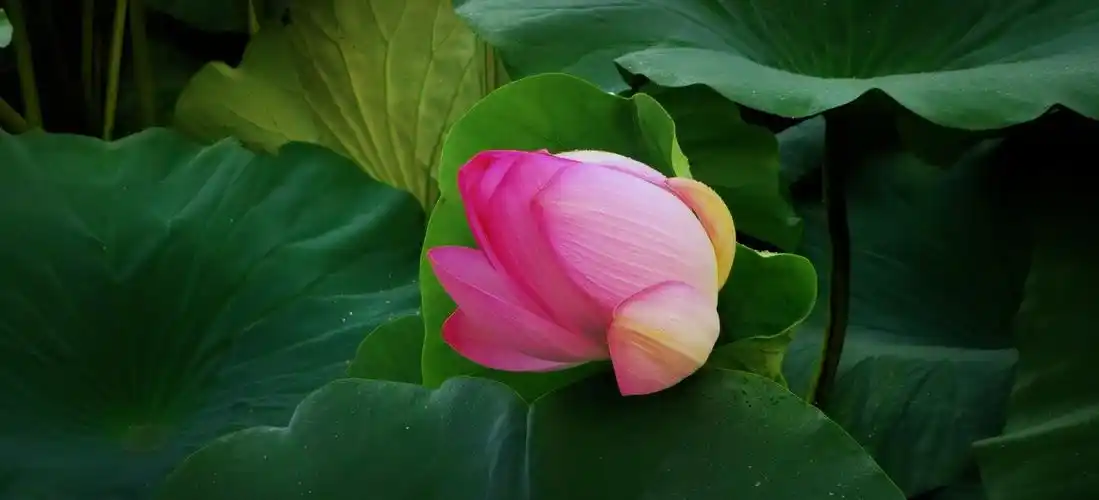 一组全屏模式拍摄地夏日清晨荷花盛开的风光一隅