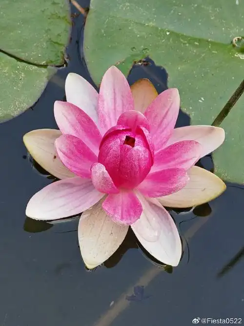 春日玉荷花开淡雅迷人